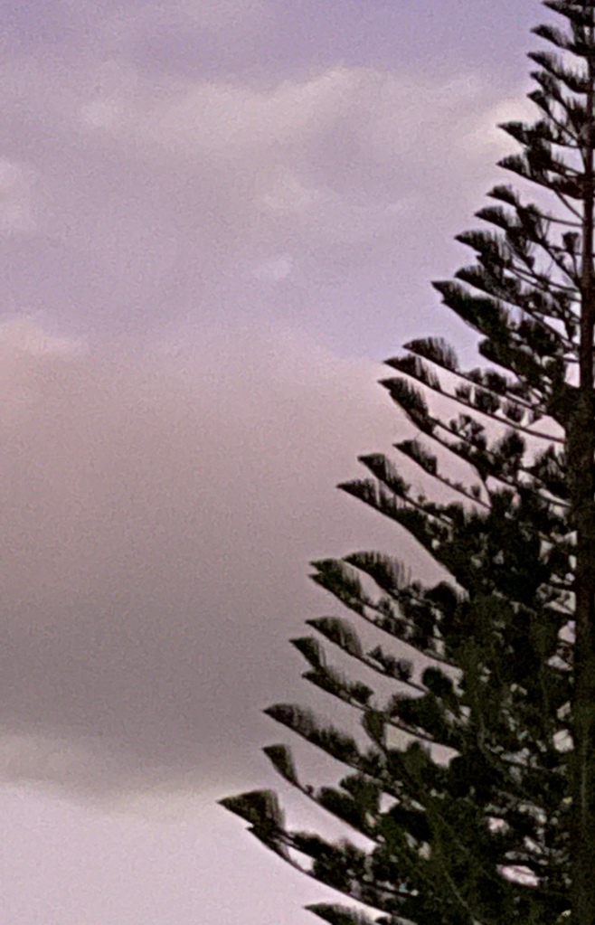 norfolk island pine at night Esperance Western Australia Do Today Well beautiful images abstract photography nighttime